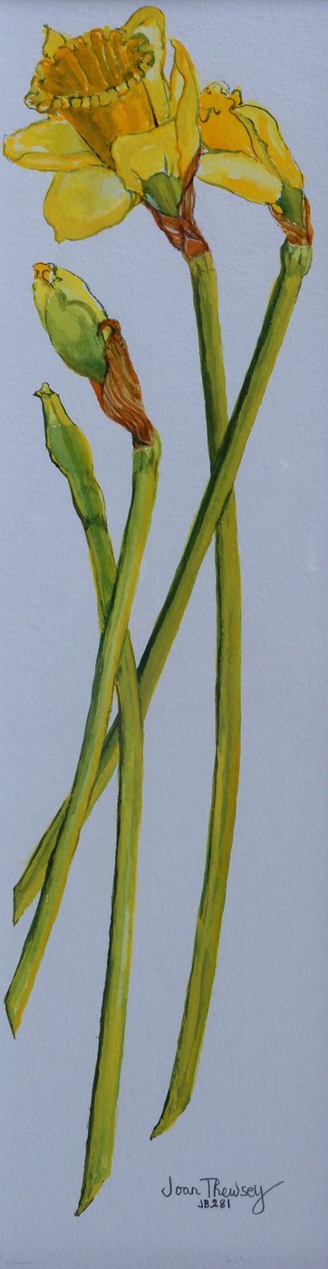 Cuatro tallos de narciso 2011 de Joan Thewsey